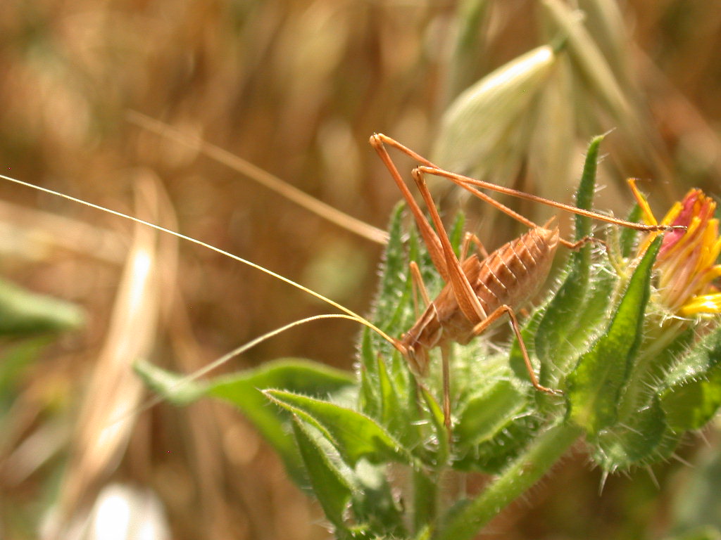 Tylopsis liliifolia